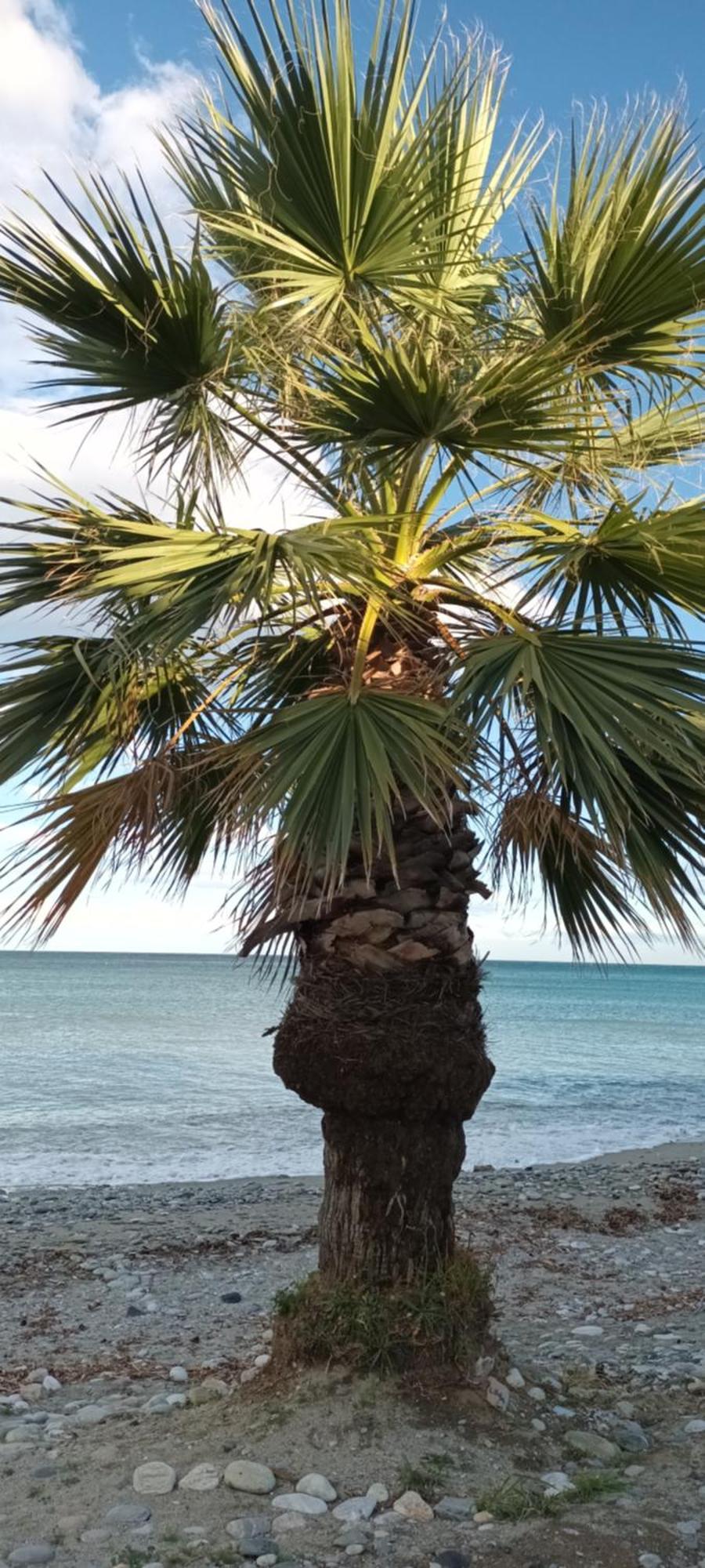 Mana Mia Seaside Apartments Λεπτοκαρυά Εξωτερικό φωτογραφία
